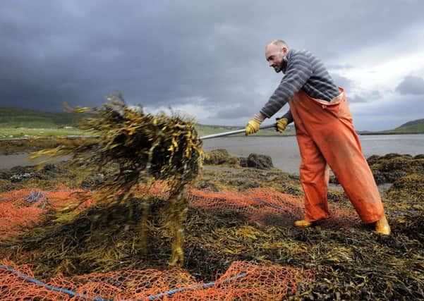 Scotland's larder is the source of a plethora of 'superfoods' such as seaweed, says MacRoberts solicitor Craig Houston. Picture: Contributed