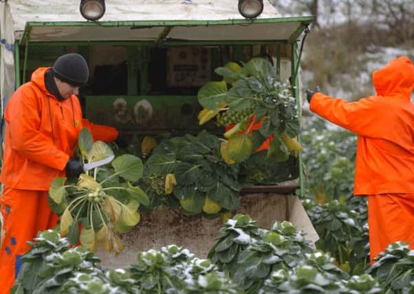Seasonal workers are vital to the farming industry. Picture: Ian Rutherford