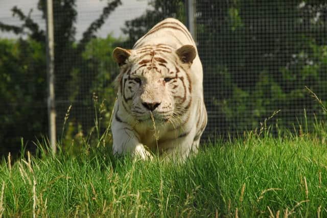 Blizzard, the white Bengal Tiger at Hamerton Zoo Park. Picture: SWNS