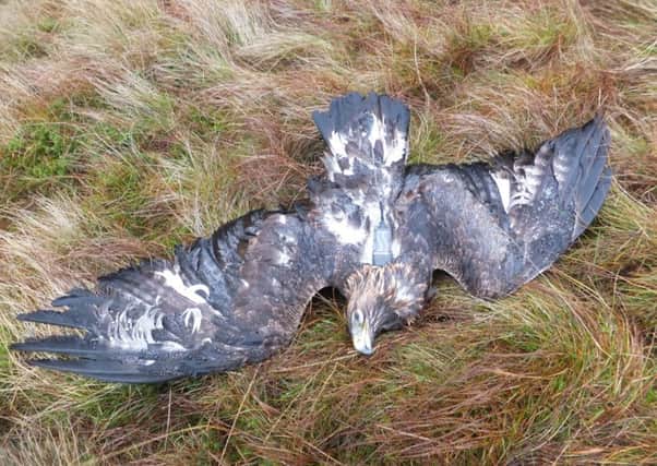 This satellite-tagged golden eagle was found poisoned on a grouse moor in Angus in 2013. Picture: RSPB Scotland