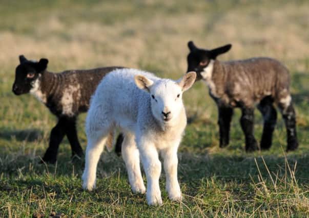 Producers have called on Scots to eat more home-grown lamb. Picture: Alan Wilson