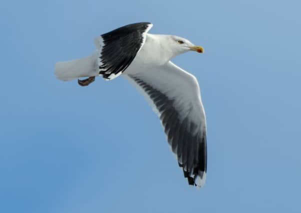 Vicky Coy of ORE Catapult hopes to tag greater black-backed gulls. Photograph: AFP/Getty Images