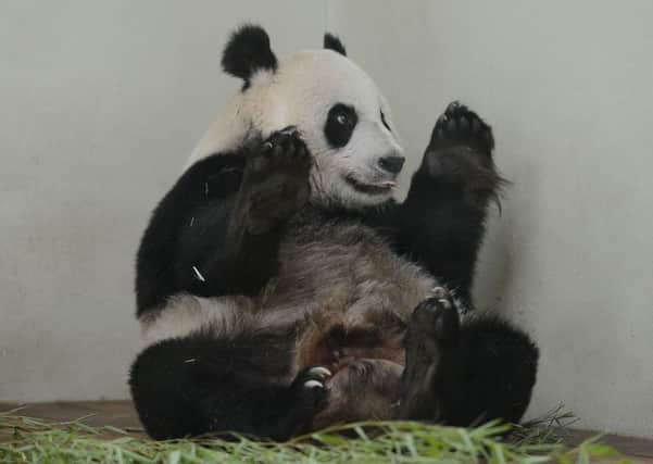 Even Tian Tian the panda can be used to mislead. Picture: Neil Hanna