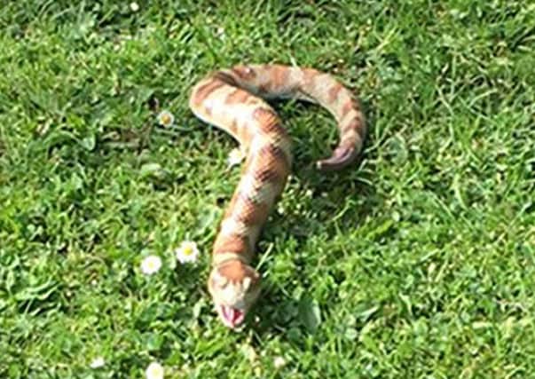 The Scottish SPCA was alerted to a dead snake in Forfar, only to discover it was a toy.
 Picture: Universal News And Sport (Europe)