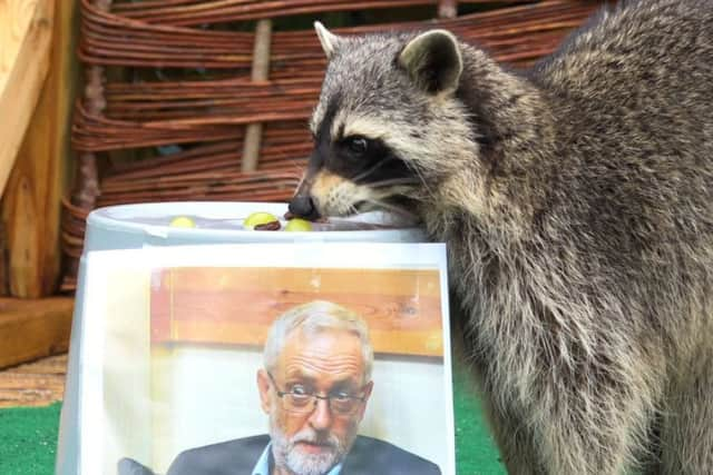 Rocky the psychic raccoon eats treats off a Jeremy Corbyn bucket. Picture: SWNS