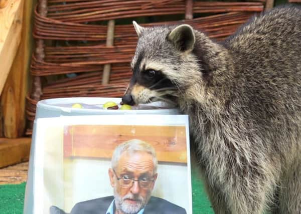 Rocky the psychic raccoon eats treats off a Jeremy Corbyn bucket. Picture: SWNS