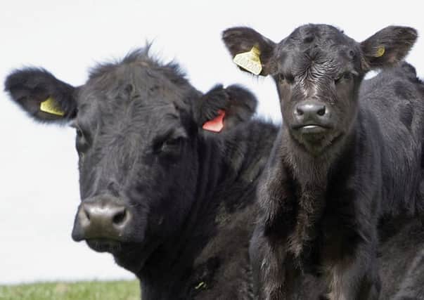 The focus of Scotland's Beef Event at Fans Farm will be technical efficiency. Picture: Christopher Furlong/Getty Images