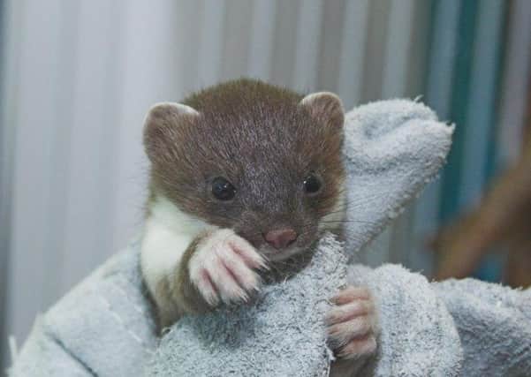 One of the six stoats found alive. Picture: Colin Seddon/SSPCA