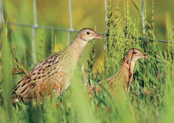 'The new Scottish Farming & Wildlife Advisers' Group is a very different animal,' said chairman Richard Lockett. Picture: RSPB Scotland/PA Wire