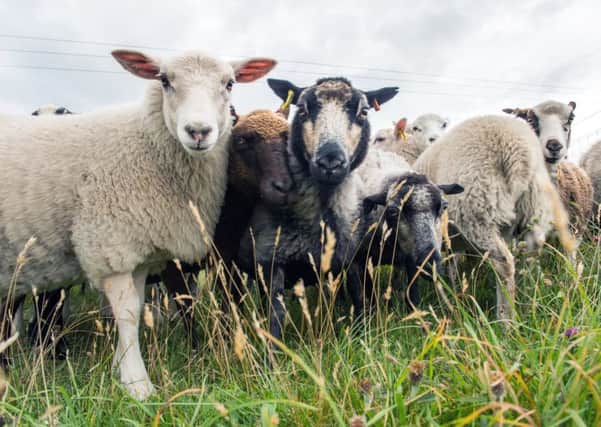 Sheep play a vital part in Scotland's rural economy. Picture: Ian Georgeson