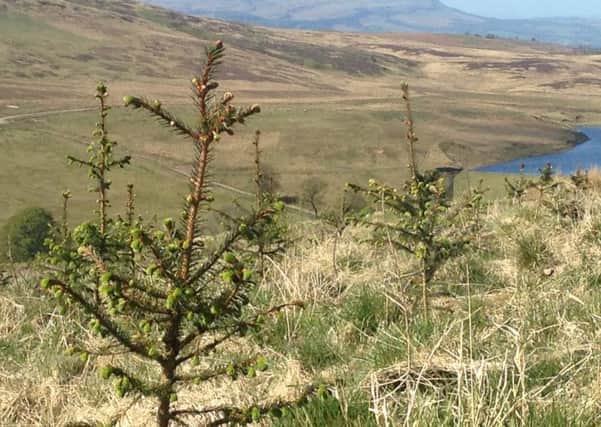 Scotland's largest modern-day tree planting site, Jerah (between Menstrie and Dunblane)