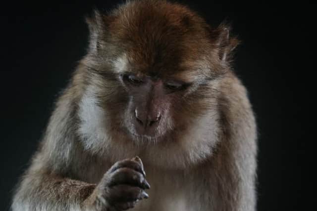 Yousef the Barbary Macaque was shot with a tranquilser dart after being found on the roof of an Edinburgh hotel in 2009. He died the next year and was later stuffed (pictured) for an exhibition at National Museum of Scotland. PIC: NMS.