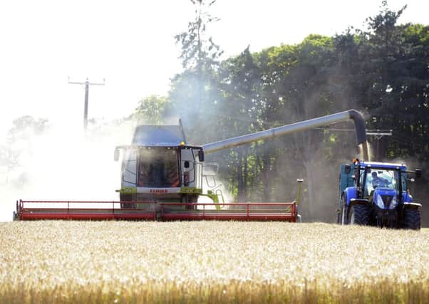 Losing access to glyphosate could see wheat production fall by 20%. Picture: Michael Gillen