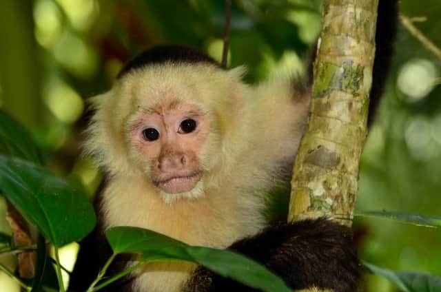 COSTA RICA
Lapa Rios RAINFOREST
press trip Gareth Moore