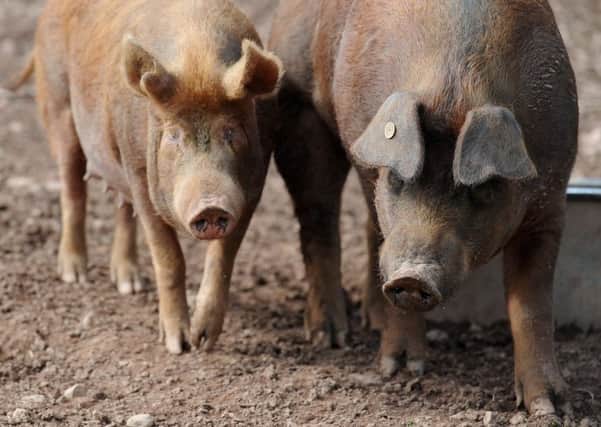 Quality Meat Scotland says prospects for the pig sector are 'very good'. Picture: Kimberley Powell