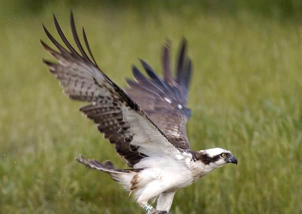 New ospreys have bred in the Highlands. Picture: Ian Rutherford: TSPL