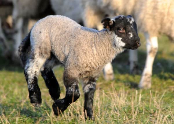 SBV can result in deformities in lambs and calves. Picture: Alan Wilson