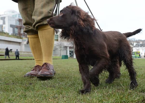 The changes would allow docking on two breeds of dogs. Picture; Neil Hanna