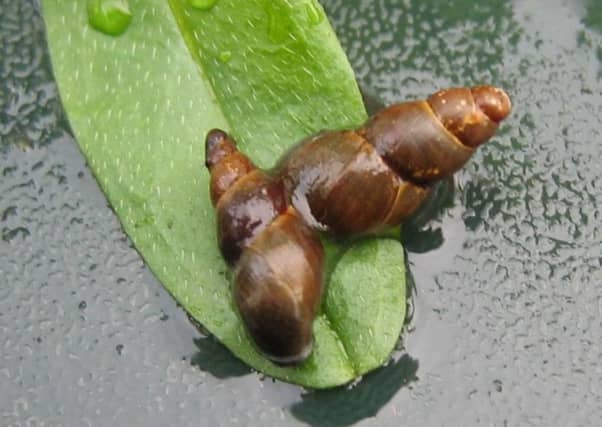 Mud snail. Picture: Buglife