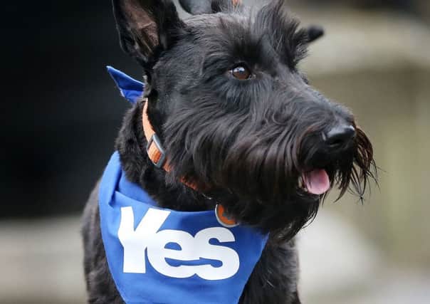 Dogs and tail-docking proved to be a red line for some SNP supporters, says Darren McGarvey. Picture: Ian MacNicol/AFP/Getty Images