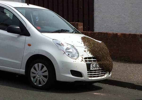 The front of Cheryl Murphy's car was taken over by a swarm of bees. Picture: SWNS