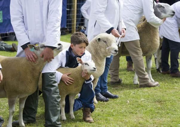 Handlers hold their sheep during the inter breed competition at the Royal Highland Show 2017. Picture: Ian Rutherford