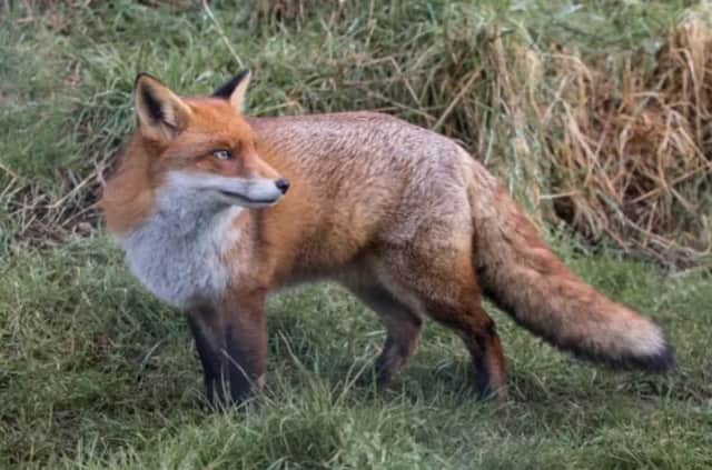 The conviction marks the first successful prosecution for fox hunting in Scotland.