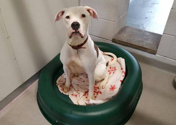 Marley endured a difficult start in life but is now ready to find new owners. Picture: Submitted.
