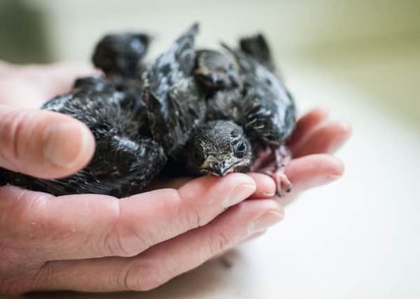 These three swiftlets are being nursed around the clock at the Fishcross centre. Picture: John Devlin
