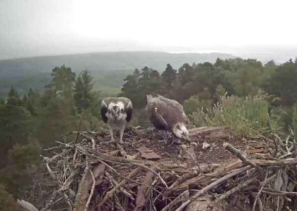 One of only two female Welsh ospreys breeding successfully in the UK hatched out two chicks in Loch Lomond.