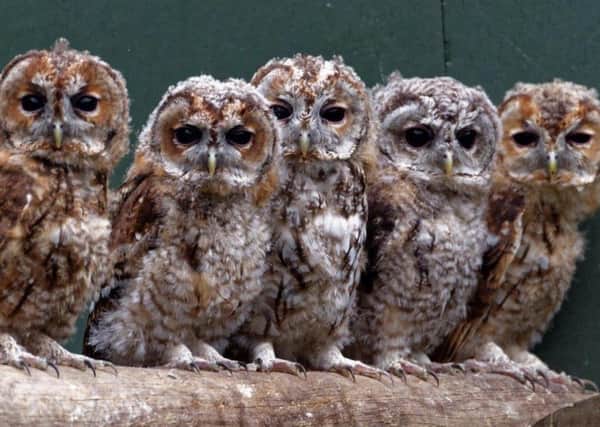 The SSPCA helped 9,359 wild animals last year (including 45 Tawny owls), an increase of 29 per cent in just two years. Picture: Colin Seddon/PA Wire