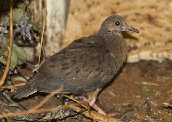 The deaths included a female socorro dove, which is extinct in the wild. Picture: contributed