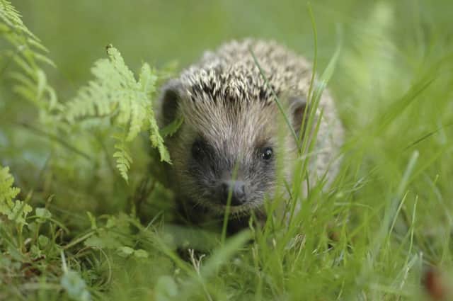 The number of hedgehogs in Scoland's gardens has  fallen.