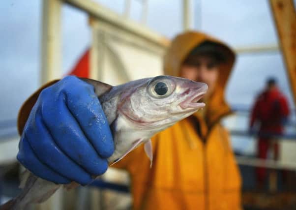 Thanks to modern technology, a large trawler can hoover up the same amount of fish in an afternoon that a whole fleet would have taken a summer to catch. Picture: Getty