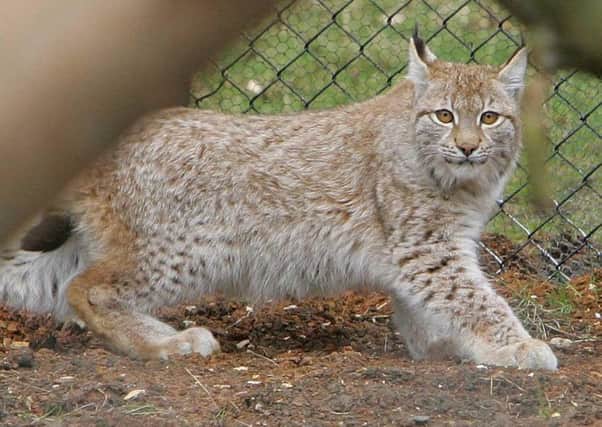 The National Sheep Association opposes the release of wild lynx into the countryside. Picture: Geoff Caddick/PA Wire