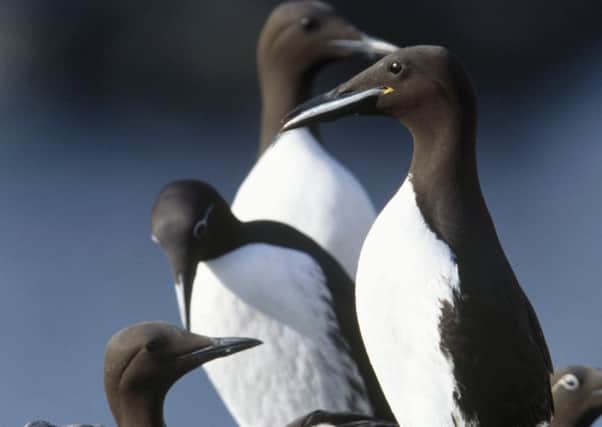 Guillemots were among the birds fitted with GPS. Picture: Contributed