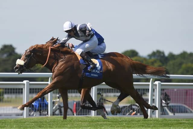 Ulysses gets the better of Barney Roy by a nose.  Photograph: Daniel Hambury/PA