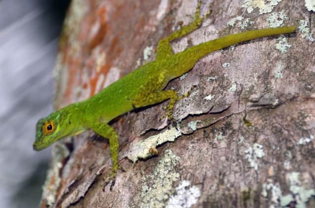 A gecko. Picture: David Amsler/Wikimedia Commons