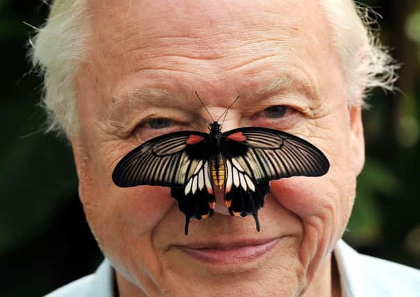 Sir David Attenborough with a south east Asian Great Mormon Butterfly on his nose. Picture: John Stillwell/PA Wire