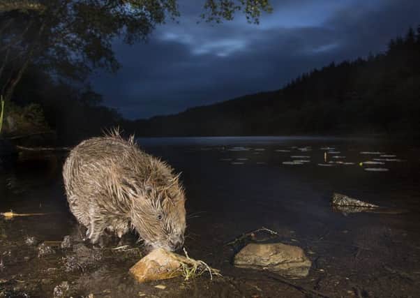 A family of beavers discovered living in the wild near Beauly in the Highlands is to be trapped and removed. Picture: Peter Cairns