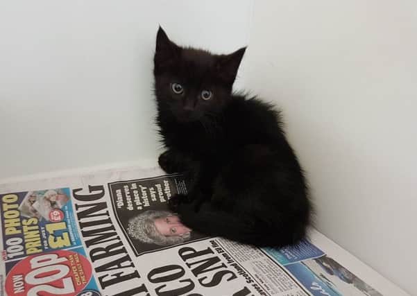 The kitten, who has been named Rascal, by Scottish SPCA staff. Picture: Scottish SPCA