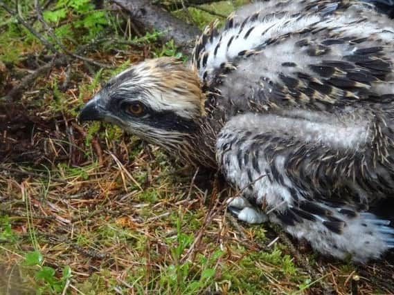 This osprey chick, taken from a nest in northern Scotland, is heading for a new life in the Spanish Basque Country as part of a special reintroduction scheme.