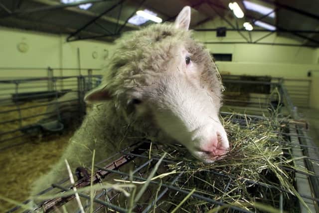 Dolly the sheep was the first mammal in the world to be cloned from an adult somatic cell. Picture: Ian Rutherford/TSPL