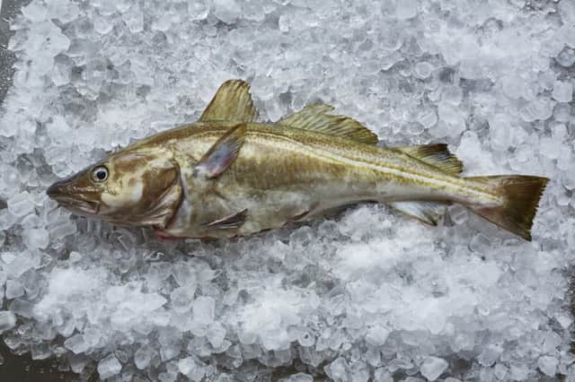 British-caught cod is back on the menu for shoppers and diners who care if their fish is sustainable. Picture: Clive Streeter/MSC/PA Wire