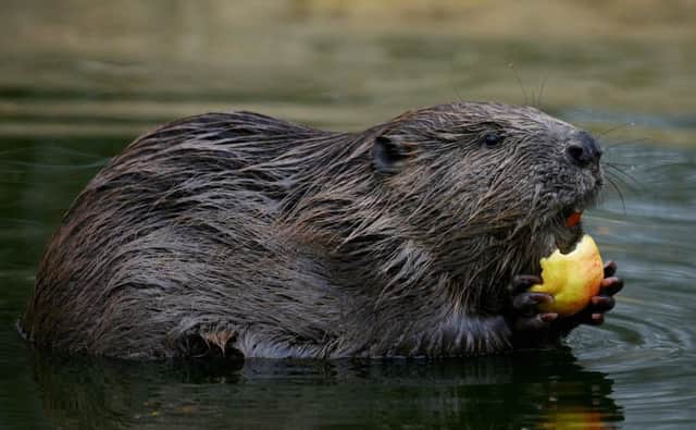 Researchers from Stirling looked at the effects a small group of beavers had on a wetland in Tayside originally drained for farming. Picture: Gareth Fuller/PA Wire