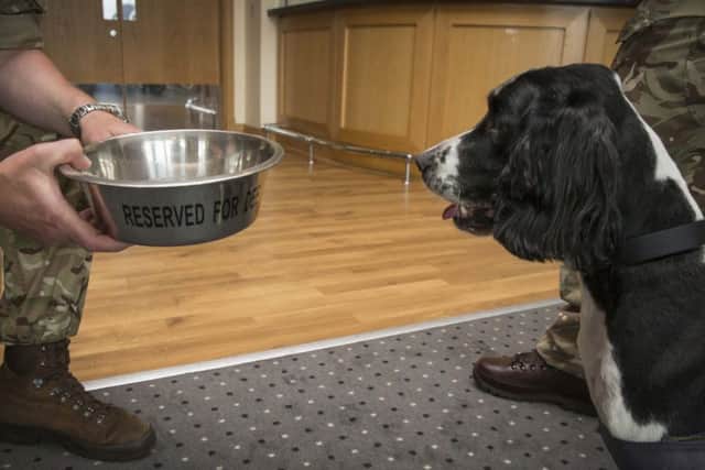 Sgt Dee at RAF Lossiemouth after being appointed station mascot. Picture: MoD/Supplied