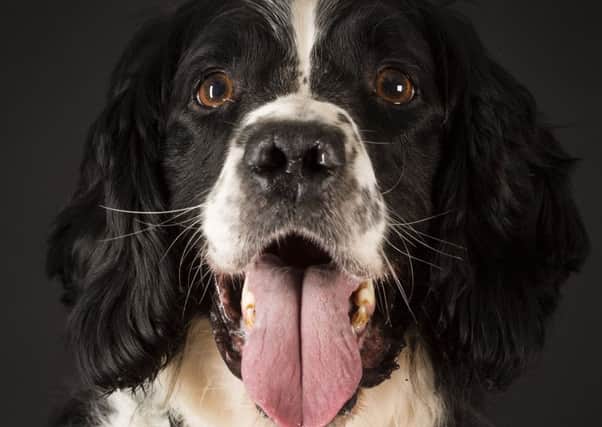 Retired explosives search dog becomes RAF Lossiemouth mascot. Picture: MoD/Supplied