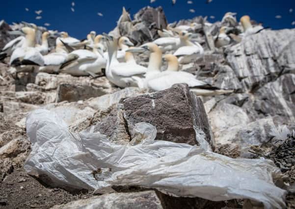 Studies have shown that 90% of seabirds have ingested plastic. Picture; Greenpeace