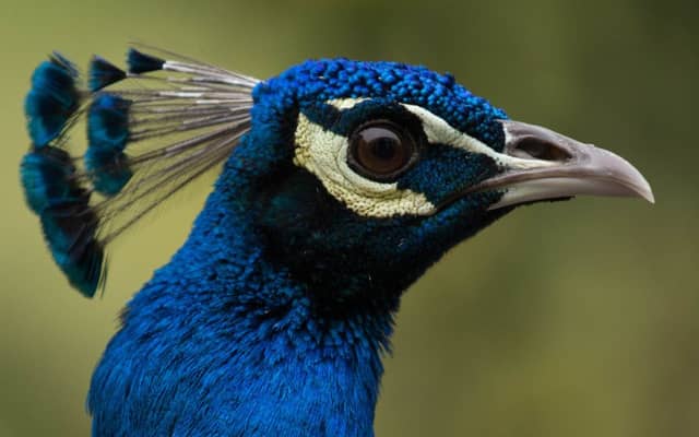 Peafowl were first introduced to Dunfermline in 1905 and have the freedom of the Fife town. Picture: Wikicommons