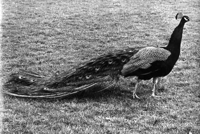A peacock in Pittencrieff Glen in 1958. The birds were first introduced to the Fife town in 1958.